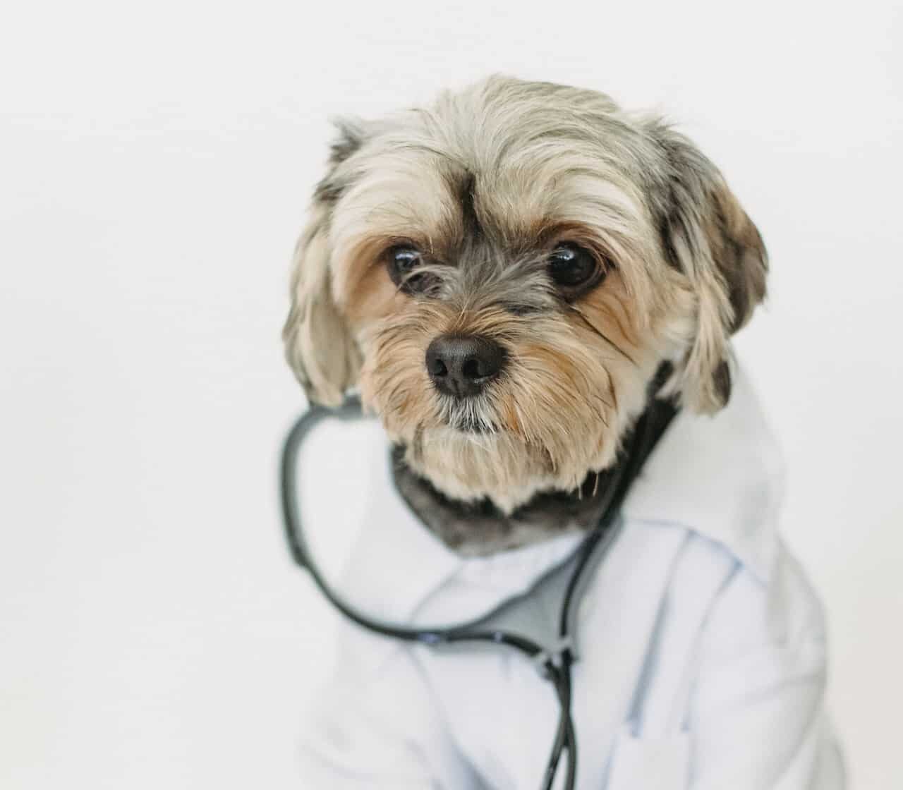 RE.DOCTOR Fotopletismografía Diagnóstico de Animales de Compañía